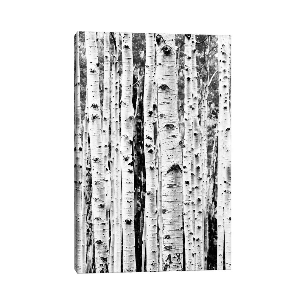 iCanvas "Birch In Black & White" by Sisi & Seb Canvas Print
