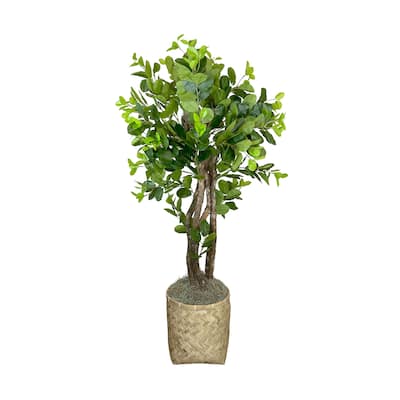 5 ft Oriental Ficus in a Bamboo Planter - Green