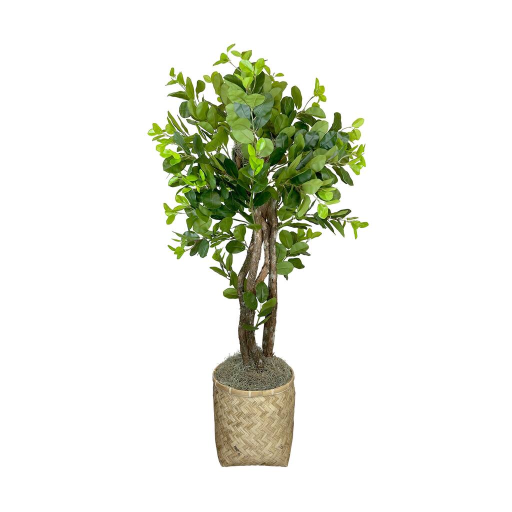 5 ft Oriental Ficus in a Bamboo Planter - Green