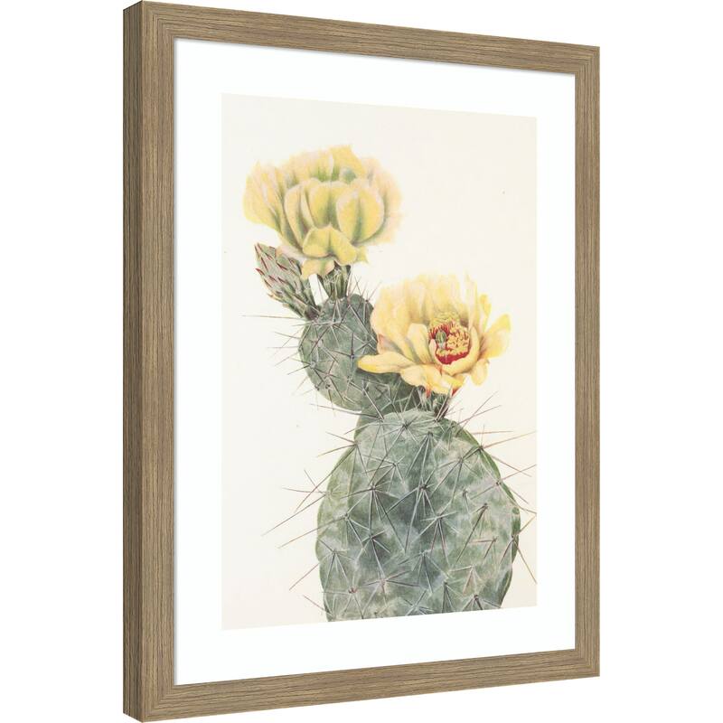Missouri Prickly Pear From North American Wildflowers (1925) by Mary Vaux Walcott Wood Framed Wall Art Print