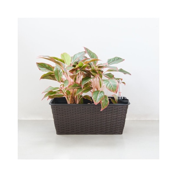23" Coffee Brown Thin Rectangular Self-Watering Planter - N/A