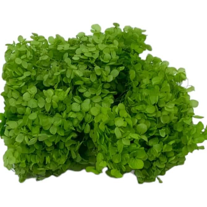Preserved Anna Hydrangea(Box) - 20g/box - Yellow Green