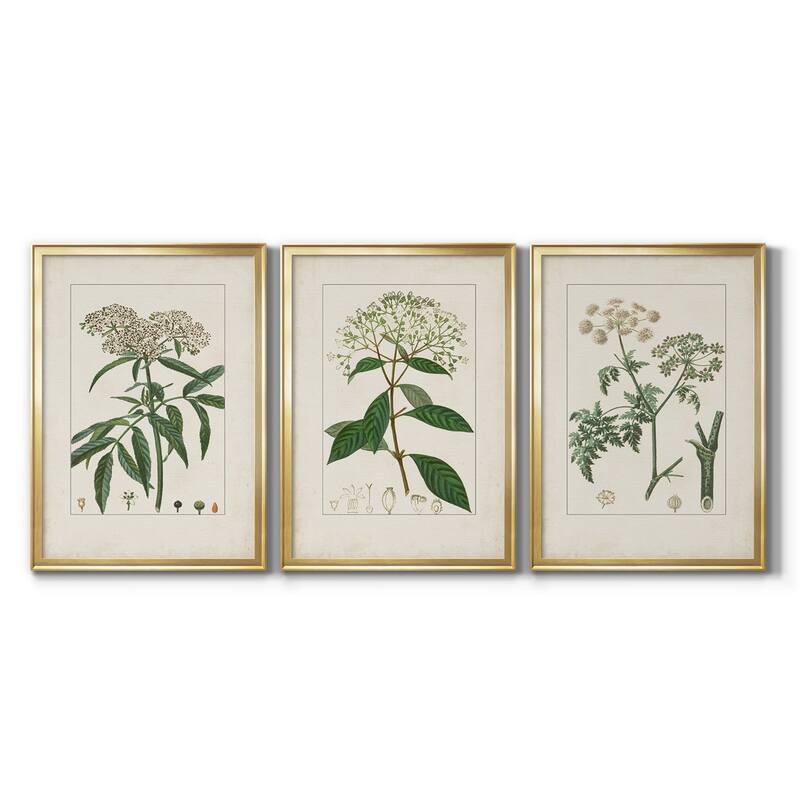 Antique Turpin Botanical VII Premium Framed Canvas - Ready to Hang - Multi-Color - 22X30 - Gold