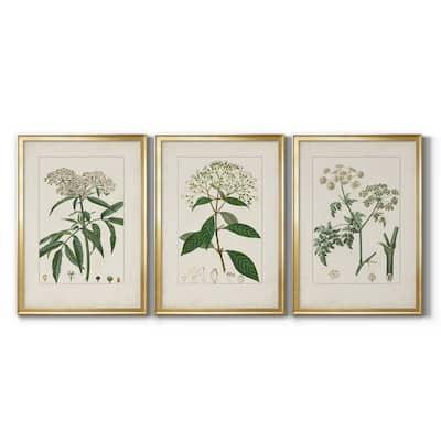 Antique Turpin Botanical VII Premium Framed Canvas - Ready to Hang - Multi-Color