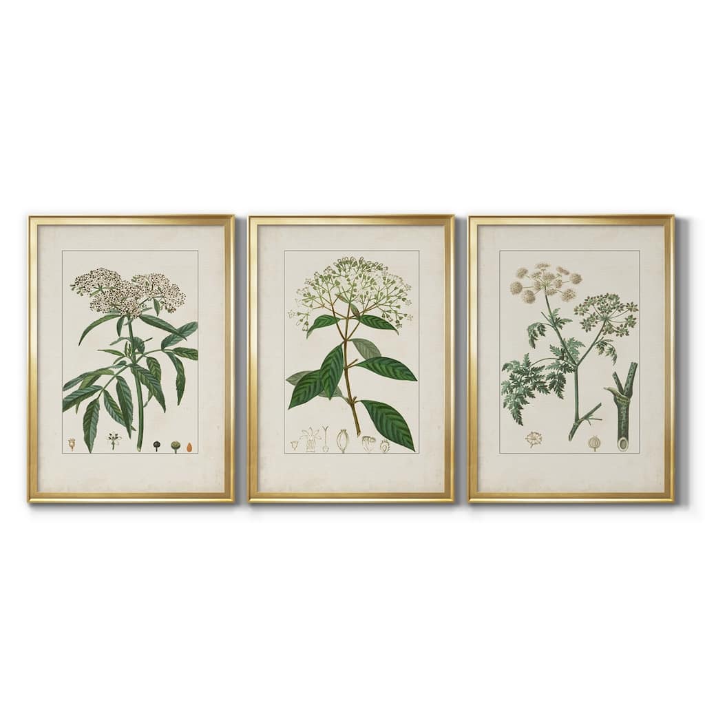 Antique Turpin Botanical VII Premium Framed Canvas - Ready to Hang - Multi-Color