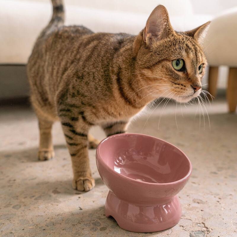 Dexypaws: Elevated Ceramic Bowl For Cats - Ash Blush - 7oz Capacity - Ash Blush