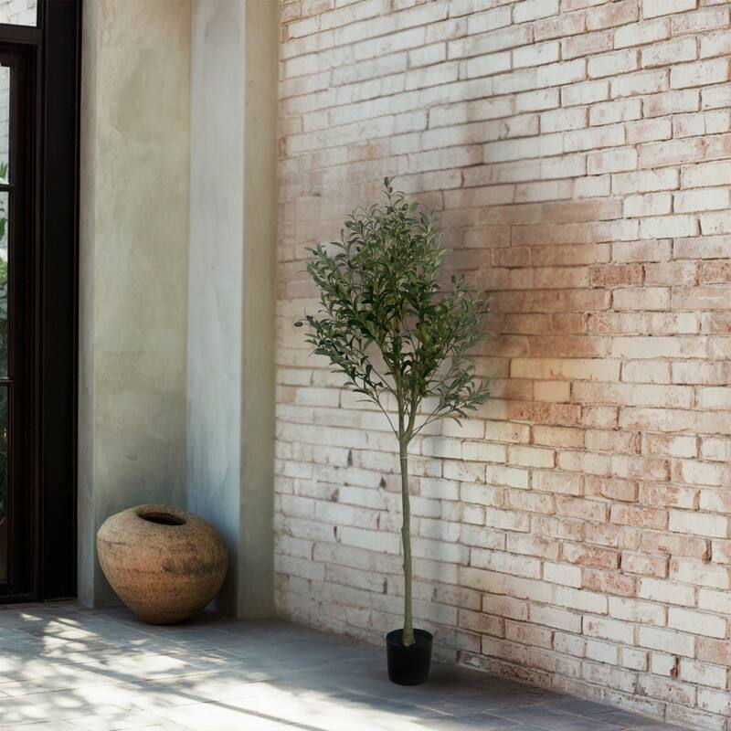 Olive Tree used in garden and outdoor, backyard