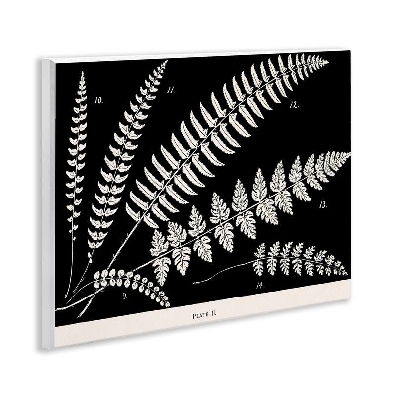 Stupell Fern Studies on Black Wall Plaque Art Design By Phillipa Katz