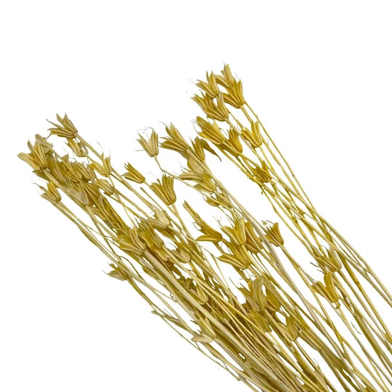 Bundle of 4 Dried Octagon Flower, Nigella Orientalis-Love in a Mist, 24" - 24 inches