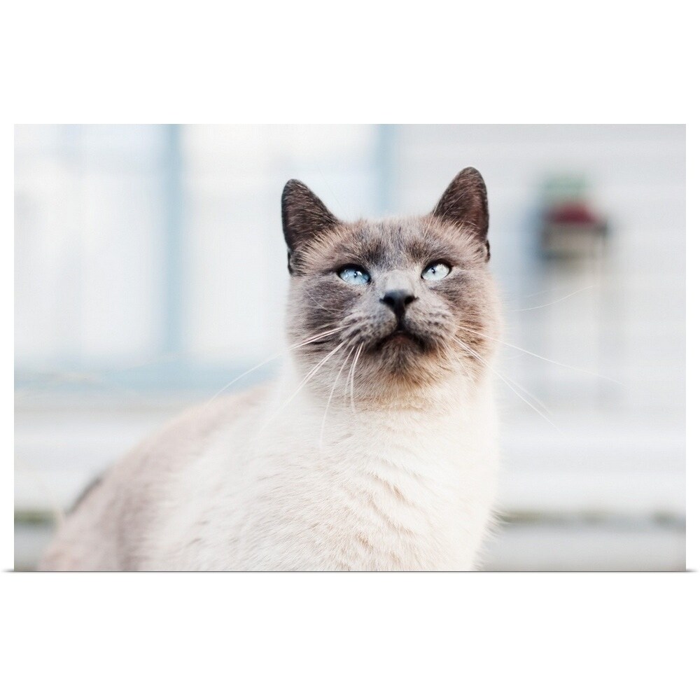Shop Blue Eyed Siamese Cat Looking Up Poster Print Free
