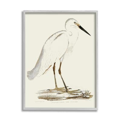 Stupell Vintage Egret Latin Study Marsh Bird Illustration Framed Wall Art
