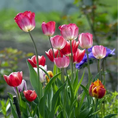 Sweet Showgirl Tulips - Spring Blooming Pink & White Flowers - 18 Bulbs - Attracts Butterflies, Bees & Hummingbirds - 18 Bulbs