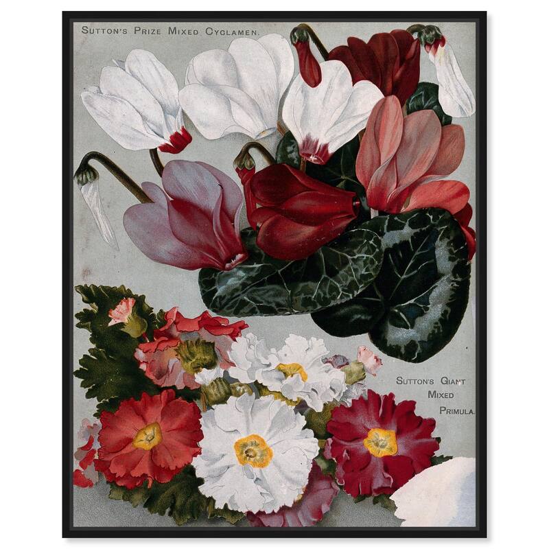 Cyclamens Canvas by Art Remedy - Black - 16" x 20"
