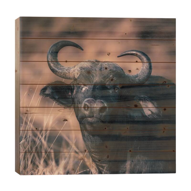 Cape Buffalo Portrait In Warm Tones Print On Wood by Jane Rix - Multi-Color - 26x26x1.5