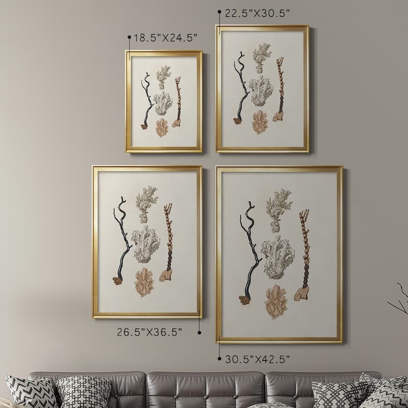 Knorr Shells & Coral V Premium Framed Print - Ready to Hang