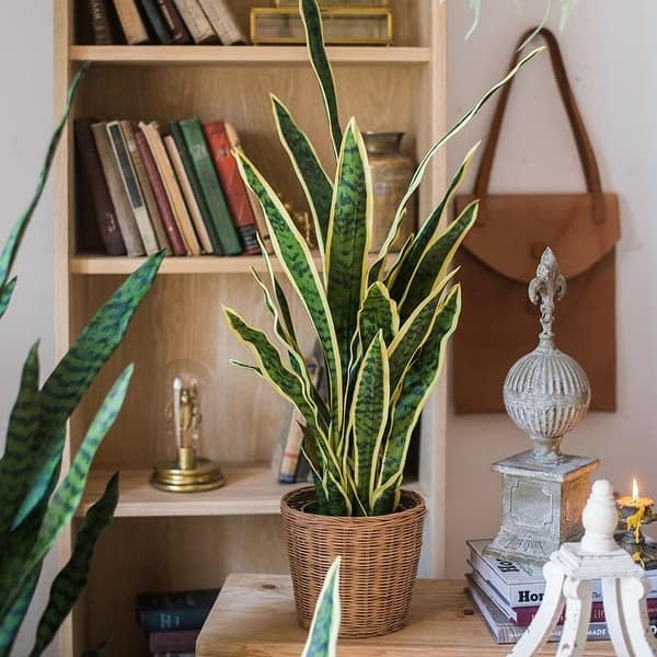RusticReach Potted Artificial Snake Plant Yellow Edged Leaf - Small 25.9" H