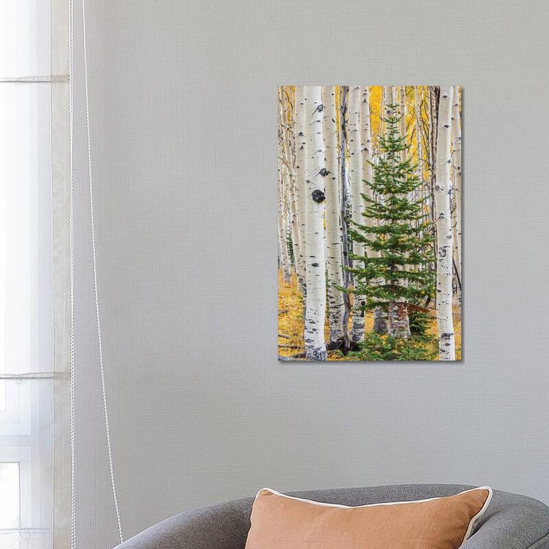 iCanvas "Quaking Aspen and fir tree in fall, Grand Staircase-Escalante National Monument, Utah" by Jeff Foott Canvas Print - 26x18x1.5