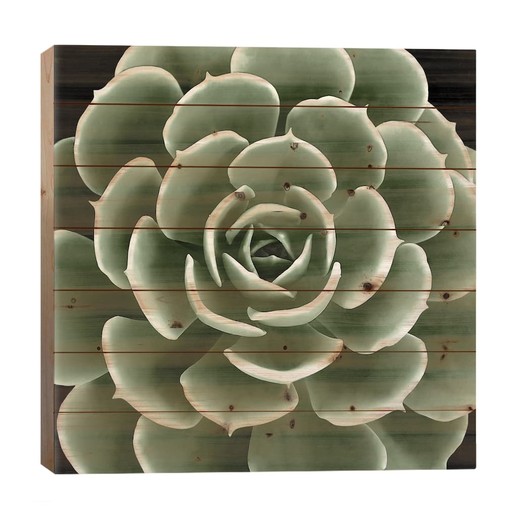 Green Succulent IV Print On Wood by Mia Jensen - Multi-Color