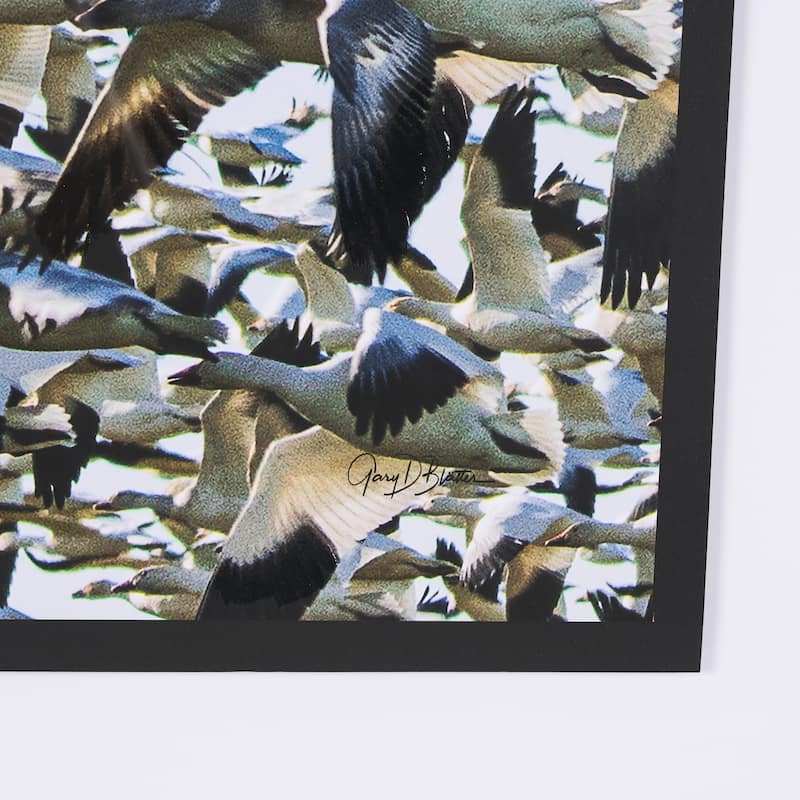 Snowgoose Migration 2