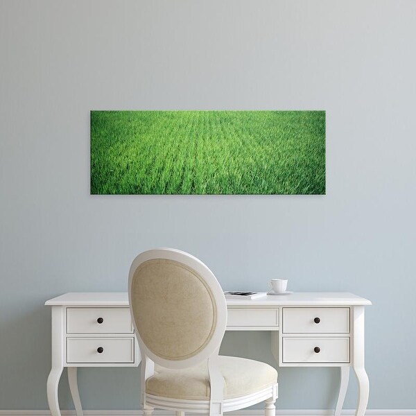 Easy Art Prints Panoramic Images's 'Rice Field, Japan' Premium Canvas Art