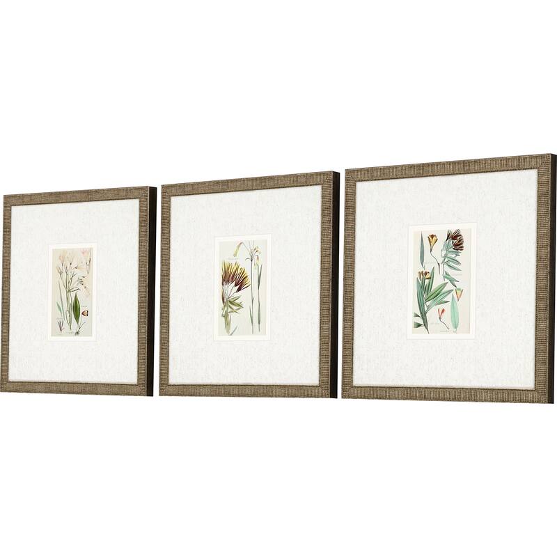 Antique Botanical I S/3 Framed Art Under Glass - Green
