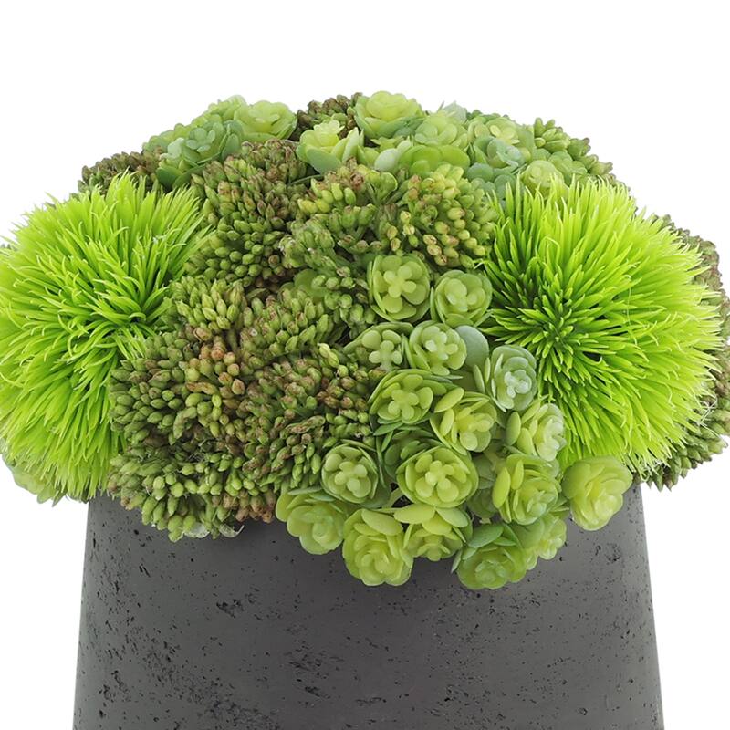 Assorted Succulents and Sedum in a Pot - Green