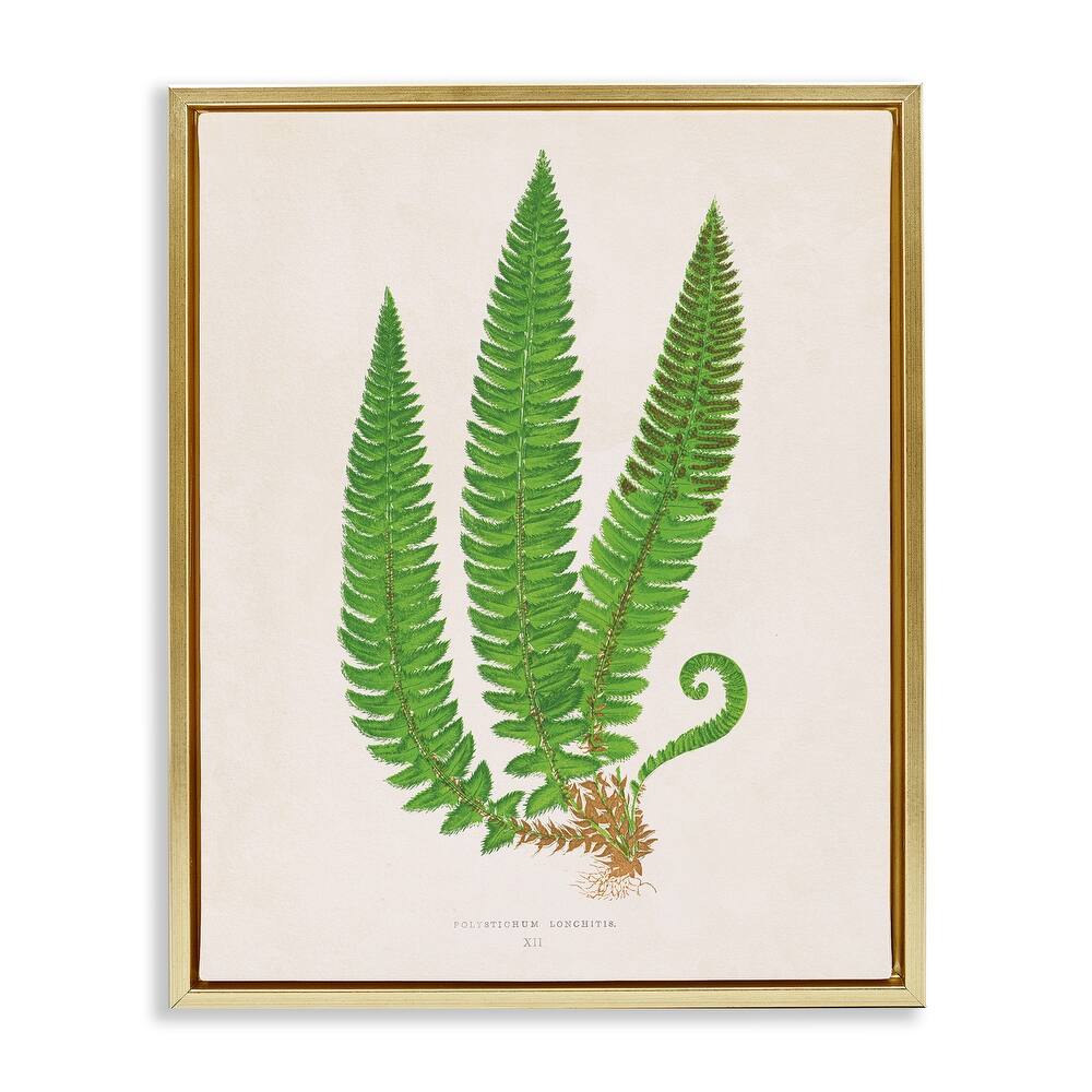 Stupell Natural Fern Branch Trio Framed Floater Canvas Wall Art Design By Phillipa Katz