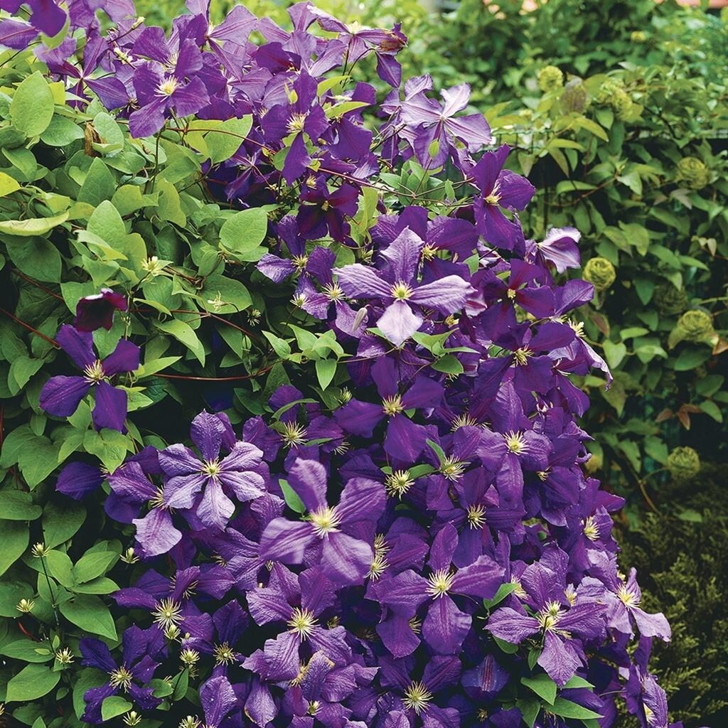 Van Zyverden Clematis Jackmanii Set of 1 Plant - Bed Bath & Beyond