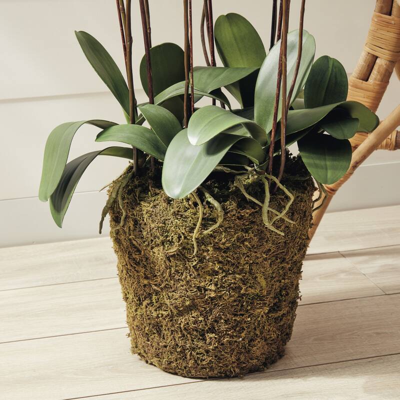 Phalaenopsis Orchid Drop-In 36" with Root Ball - White