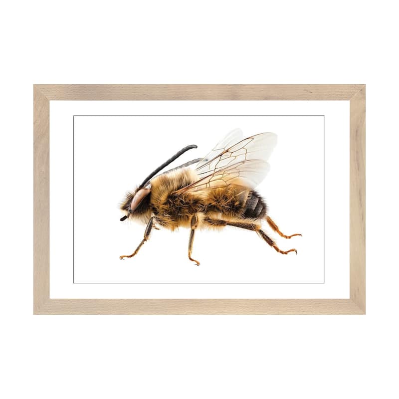 iCanvas "Bee Species Eucera Longicornis Common Name Solitary Miner Bee" by Paul Rommer - Natural - 24x32x1