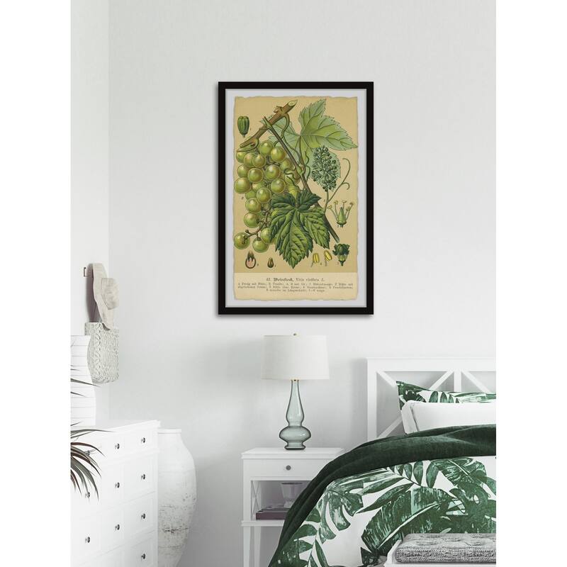 Common Grape Vine Framed Print