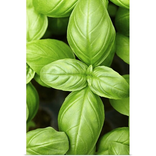 "Fresh basil leaves, close-up" Poster Print