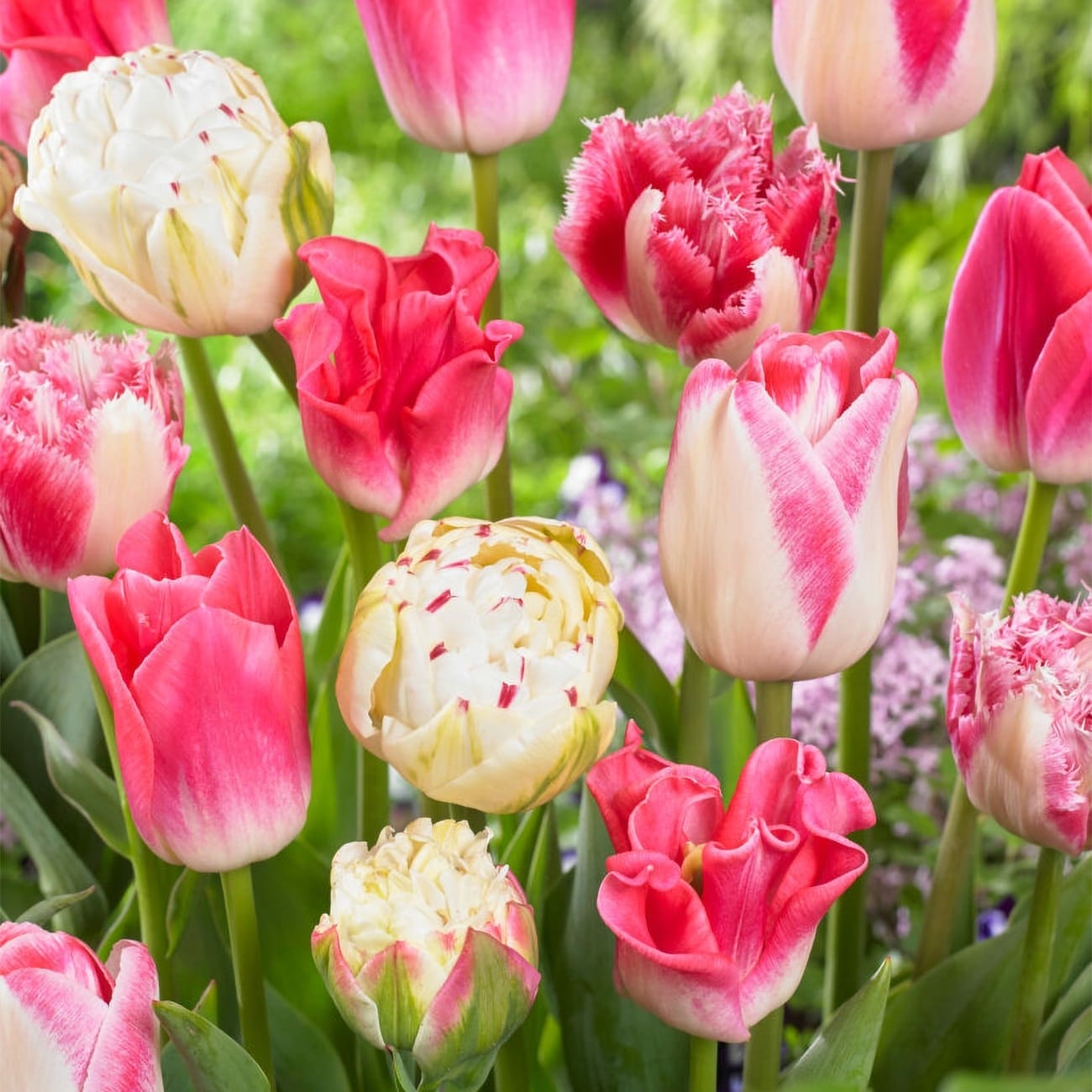 Van Zyverden Tulips Extended Bloom Cotton Candy Mixture Set of 25