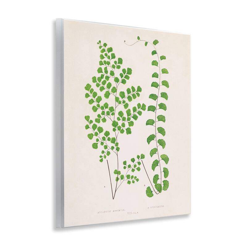 Stupell Vivid Green Ferns Study Wall Plaque Art Design By Phillipa Katz