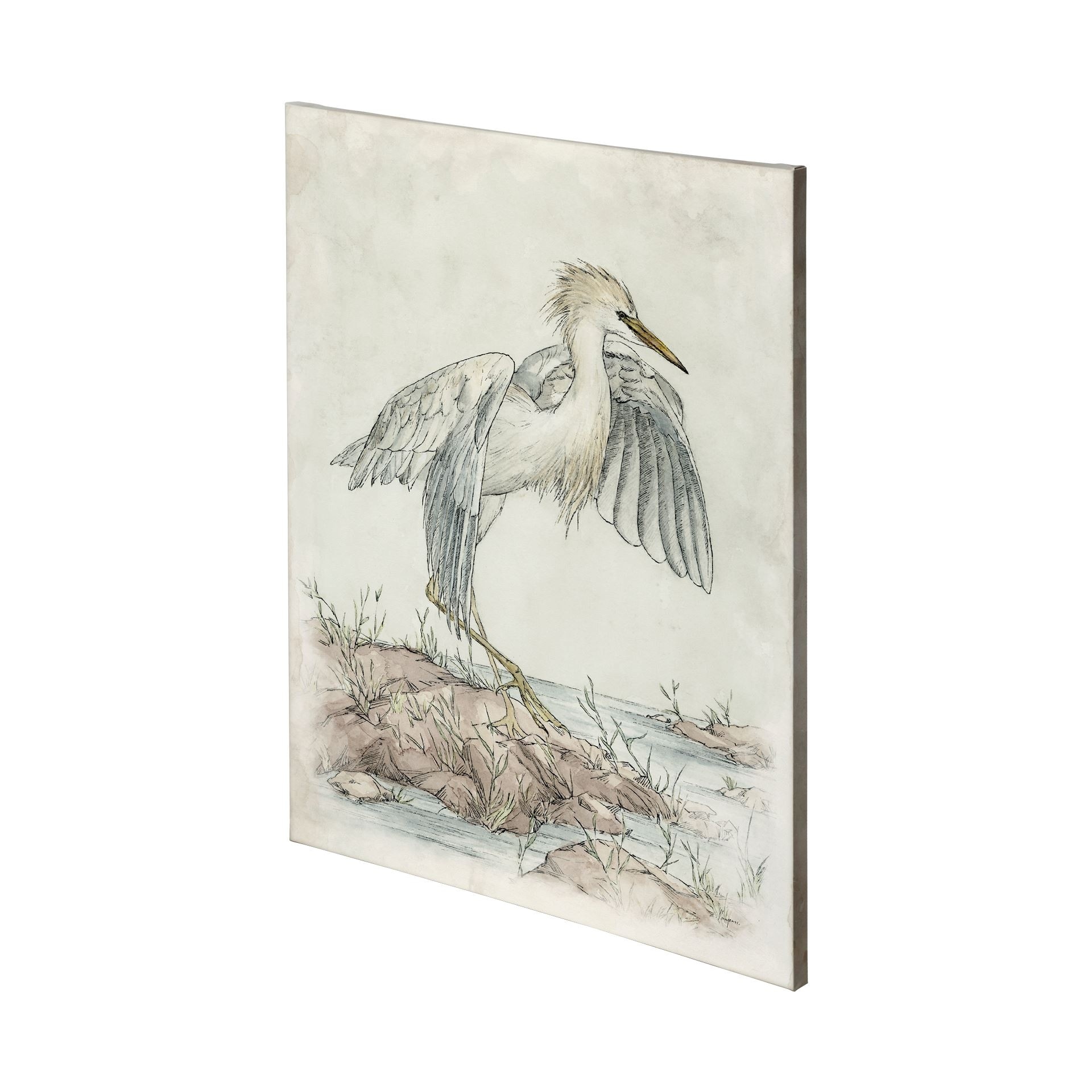 Cattle Egret (36 x 48) Canvas Art Print