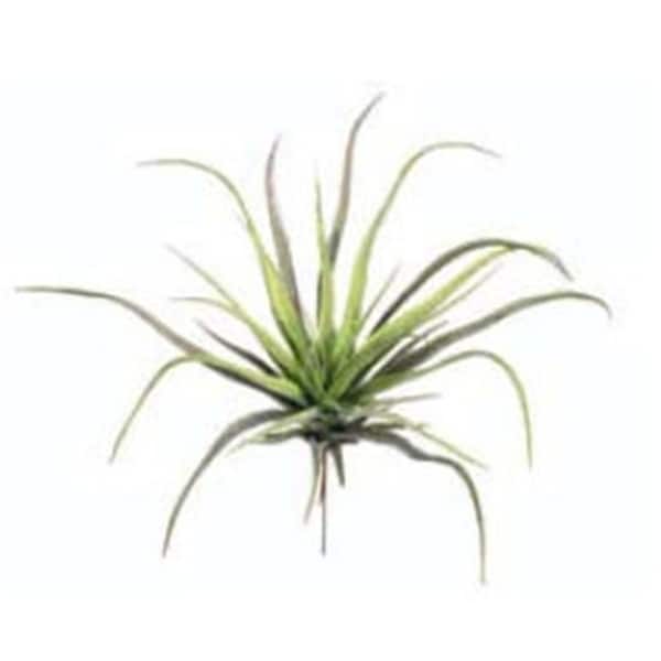 AA6752 12.5 in. Medium Tillandsia Spray X1- Case of 24
