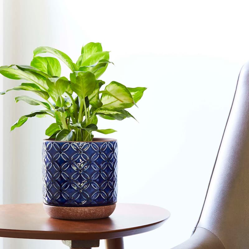 Southern Patio Griffy Blue Ceramic 5.9-inch Planter