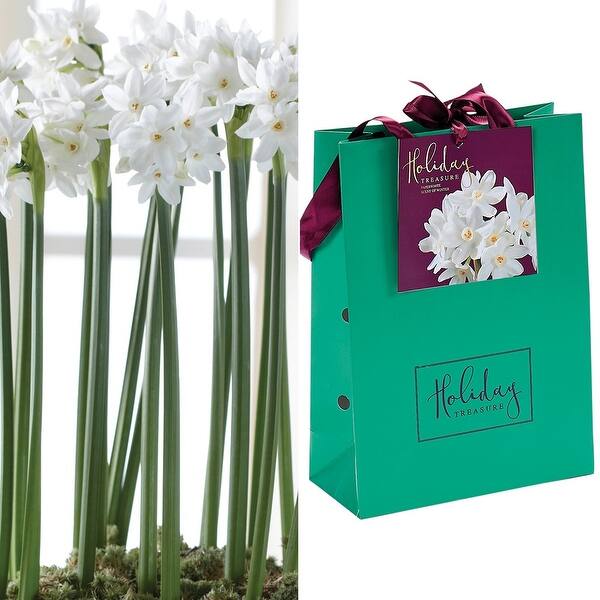 Van Zyverden Paperwhite Bulbs In Emerald Gift Bag - Bed Bath & Beyond ...