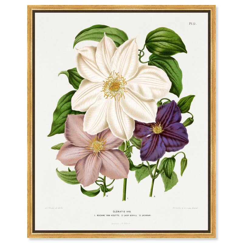 Clematis Canvas by Art Remedy - Gold - 30" x 36"