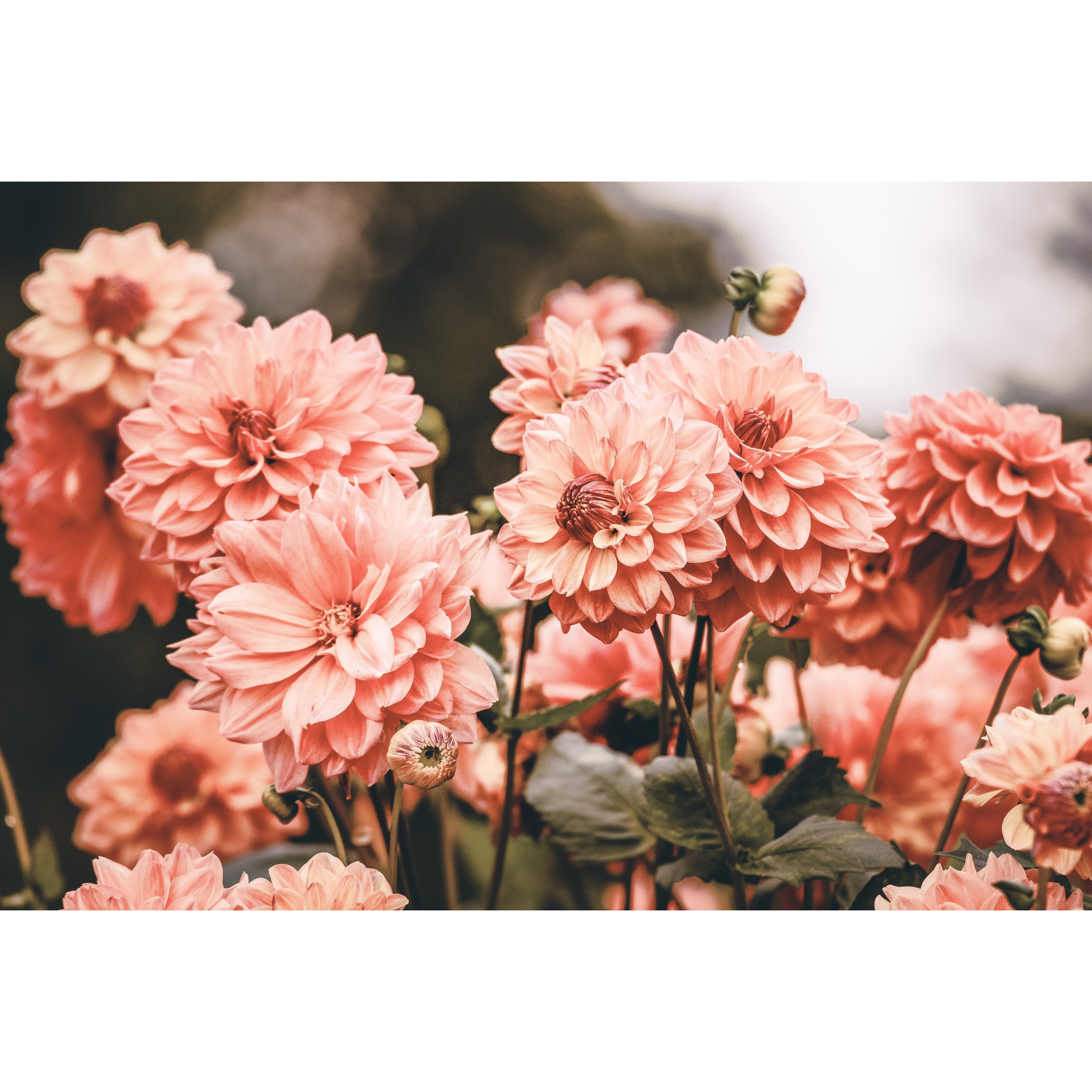 Shop Nature Flower Color Photograph Art Print Wall Artwork Decor