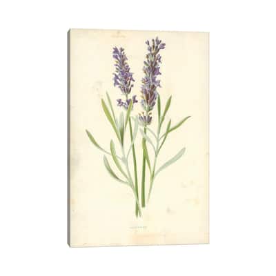 iCanvas "Lavender (Illustration From Familiar Garden Flowers, 1st Series)" by Frederick Edward Hulme Canvas Print