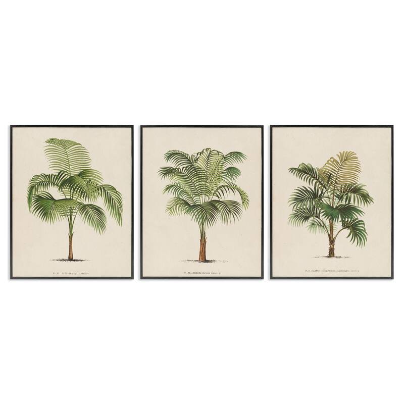 Stupell Les Palmiers Botanical Trio Framed Giclee Art Design by World Art Group (Set of 3) - 16 x 20 - Black