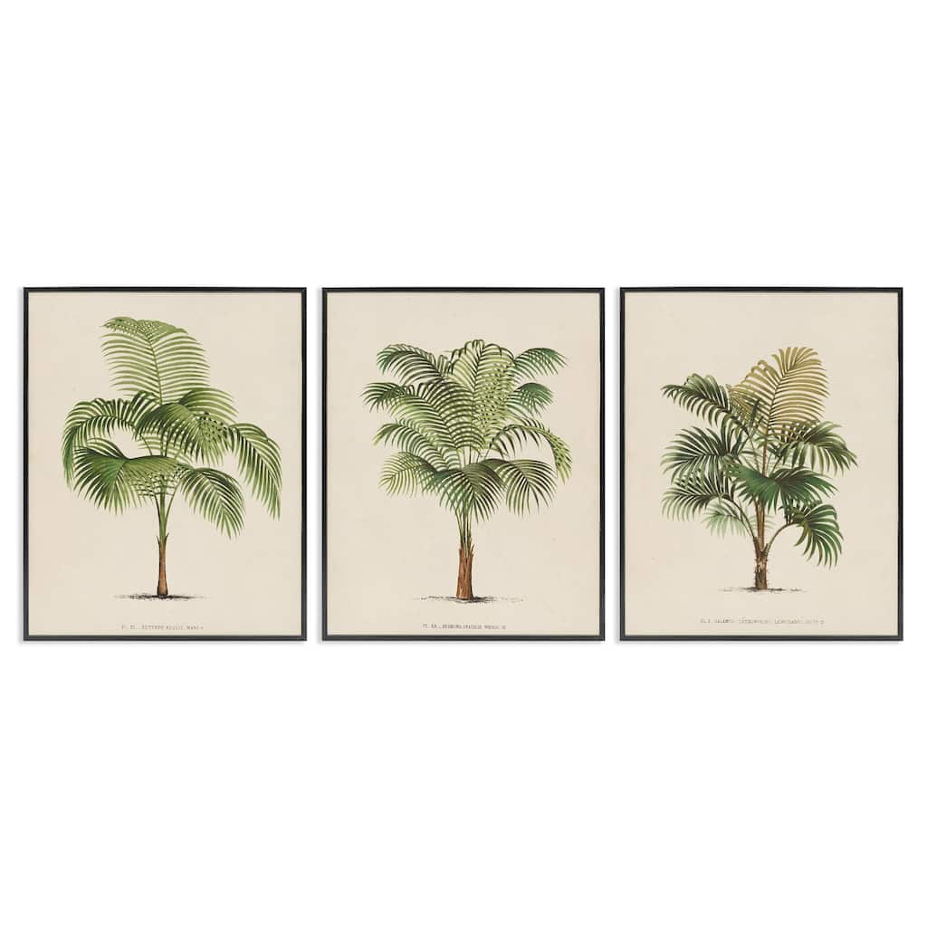 Stupell Les Palmiers Botanical Trio Framed Giclee Art Design by World Art Group (Set of 3)