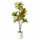 Option Croton Tree (Matte White Pot)