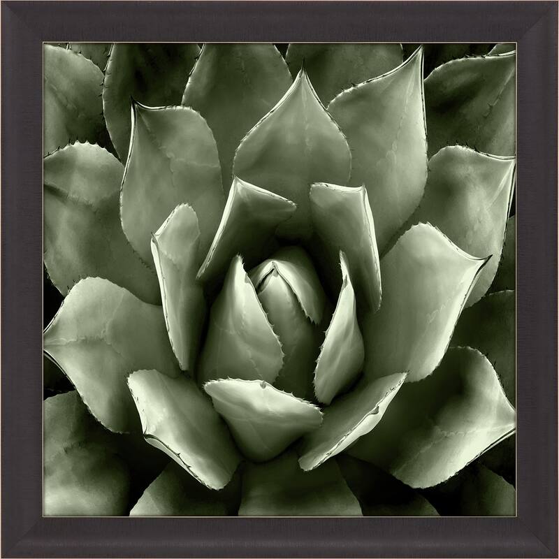 Green Succulent II Framed Art Giclee Under Glass - 35 X 35 X 2