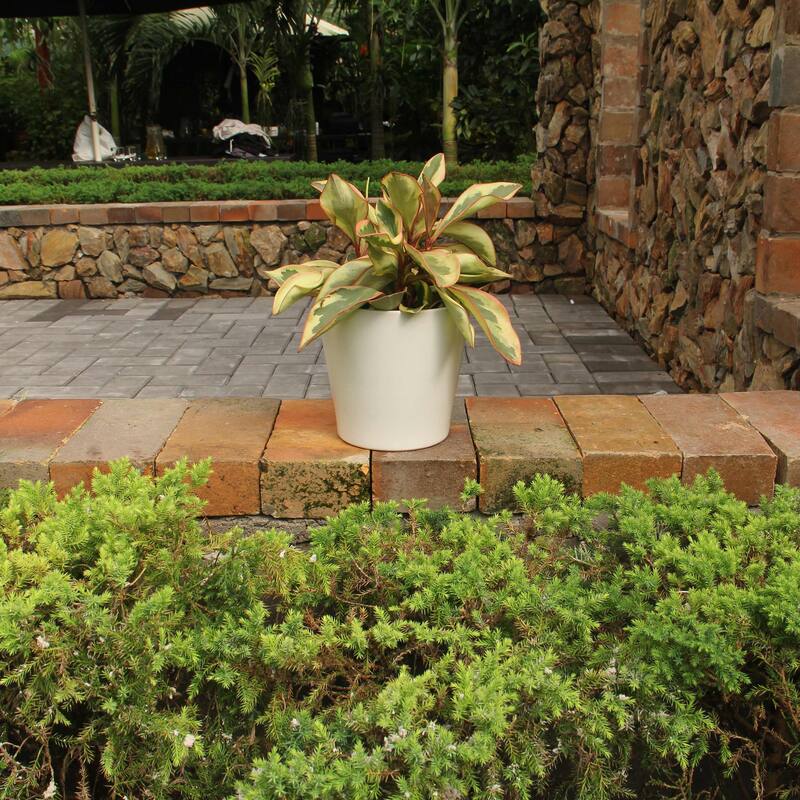 Chiffon Ceramic Planter 2-pack