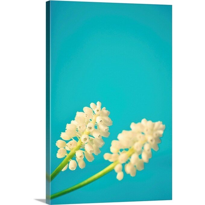 Shop Close Up Of Two White Muscari Flowers On Bright Light Blue