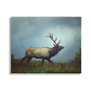 Stupell Serene Elk in Nighttime Clearing Wildlife Photography Canvas ...