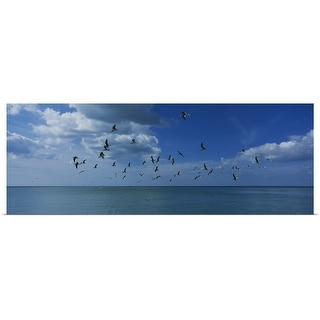 "Flock of birds flying over a sea, Gulf of Mexico, Venice, Florida ...