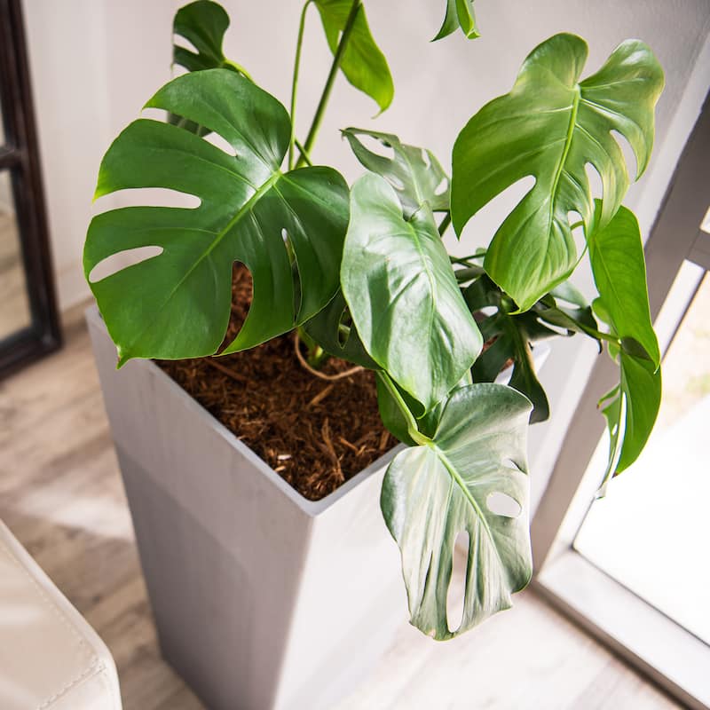 XBrand Modern Square Tapered Planter – 28" or 30" Tall, Indoor & Outdoor Use
